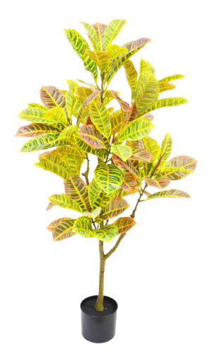 PLANTA DE CROTON
