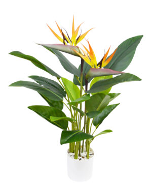 PLANTA C/ FLOR DE ESTELÍCIA