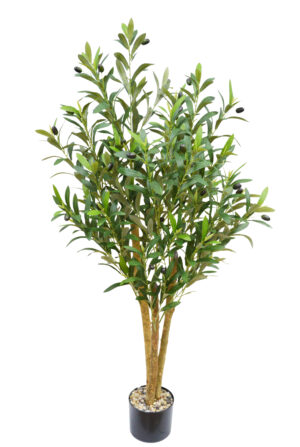 OLIVEIRA