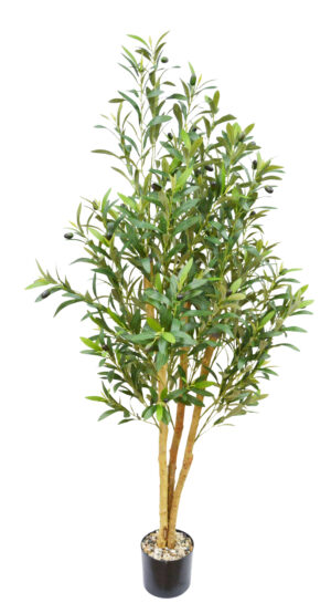 OLIVEIRA