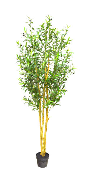 OLIVEIRA