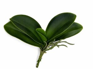 BOLBO DE ORQUIDEA