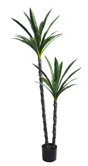 PLANTA YUCCA X 2