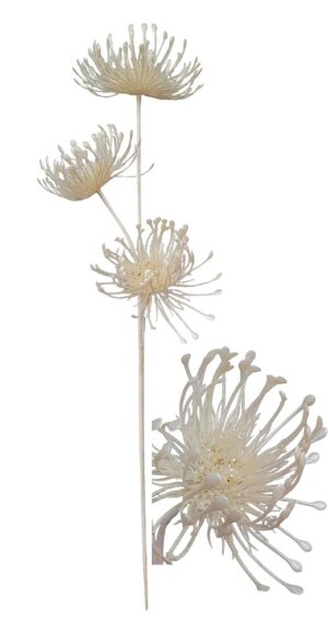 HASTE PROTEA